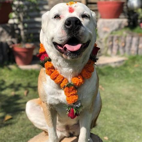 Nepal festival celebrates 'day of the dogs' - BBC News