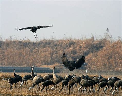 What are interesting locations in South Korea for birdwatching? - Quora