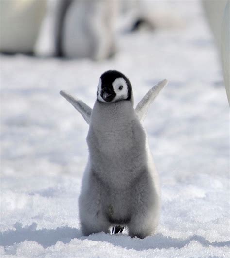 13 Itty Bitty Ocean Babies Being Adorably Itty Bitty | Baby penguins, Baby animals, Cute baby ...