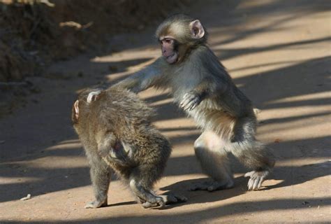 The Symbolism of Monkeys In Japanese Culture – My WordPress