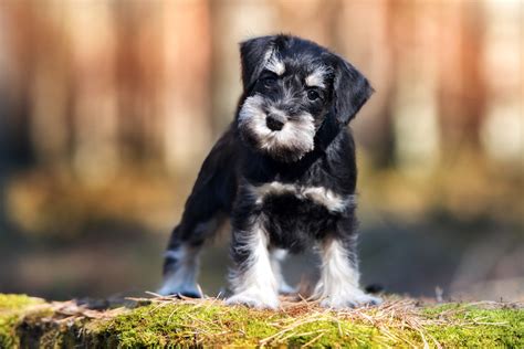 Brown Mini Schnauzer Puppies