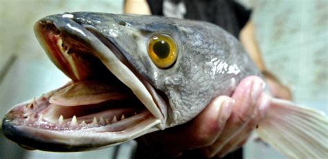 Beware the Invasive Snakehead Fish | Critter Science