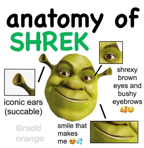 Pin by ɨ ɛǟȶ ӄɨɖֆ on Shrek the green ogre Shrek memes