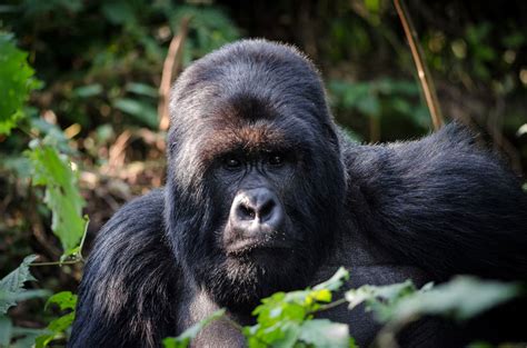 Virunga National Park in Congo - Congo gorilla trekking , Congo safari