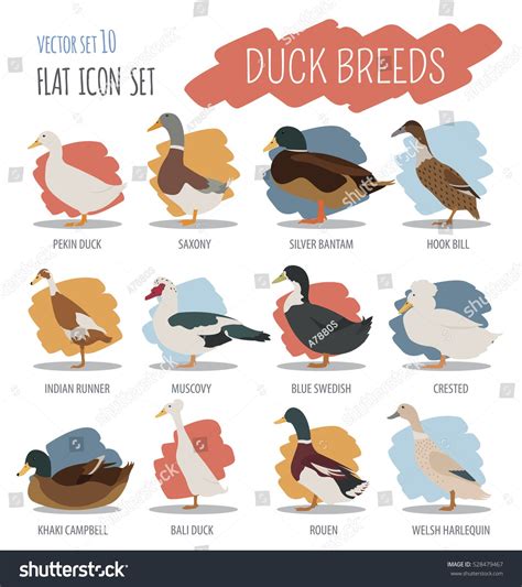 Poultry farming duck breeds icon set stock vector royalty free ...