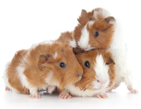 Guinea Pig Breeds