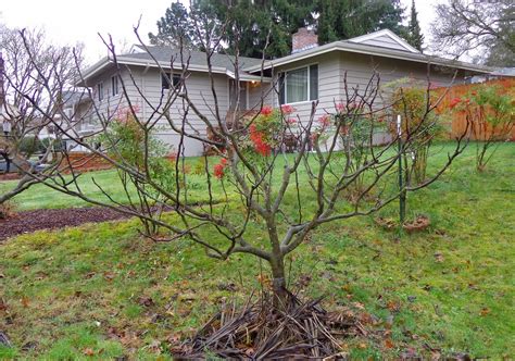 Growing Greener in the Pacific Northwest: Pruning Fig Trees. 1.19.15