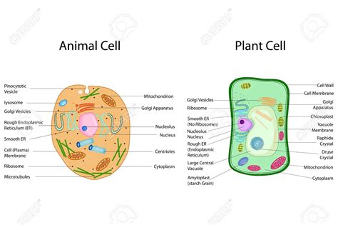 Plant vs. Animal Cells | 81 plays | Quizizz