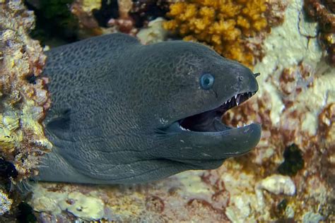 Eel Teeth: Everything You Need To Know - A-Z Animals