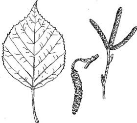 Birch Leaf Drawing at GetDrawings | Free download