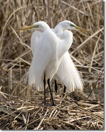 31 best Mississippi Wildlife images on Pinterest | Wildlife, Mississippi and Nesting boxes