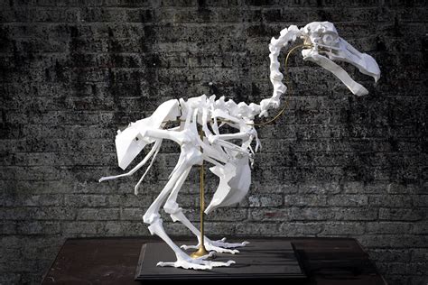 DODO skeleton on Behance