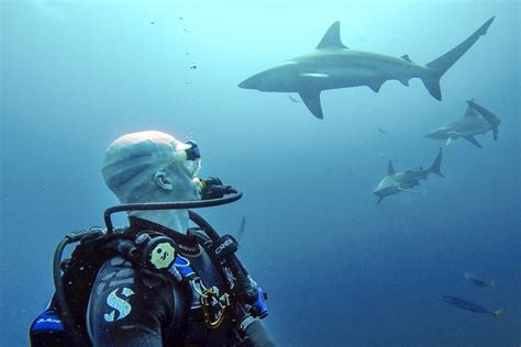 Scuba Diving With Sharks (No Cage!) In South Africa | Shark diving, Shark, Diving