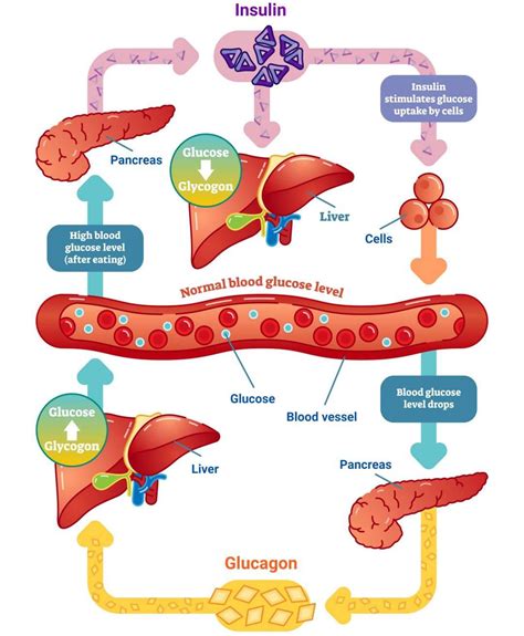 Controlling Blood Glucose Concentration | GCSE Biology Revision