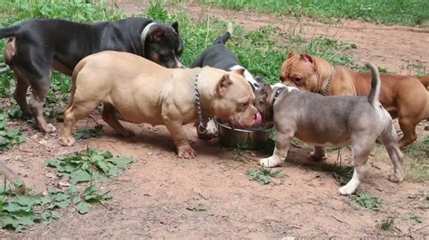 Introducing My American Bully micros/Nano Bully -Puppies For Sale - YouTube