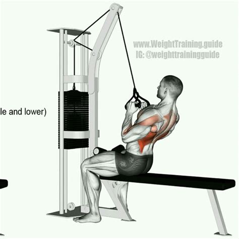 Neutral Grip Lat Pull-down by James Hess - Exercise How-to - Skimble