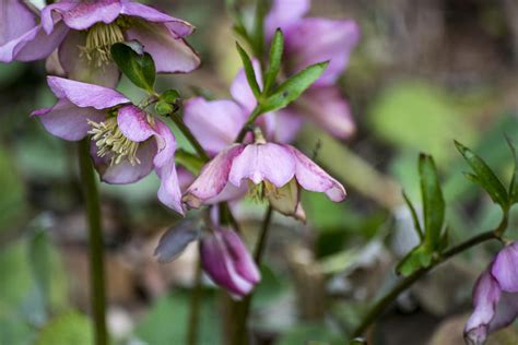 Welcome Spring Flowers Photograph by Spikey Mouse Photography - Fine ...