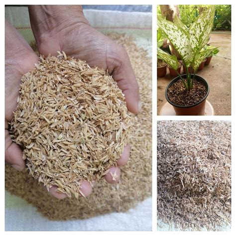 Rice Hulls Rice Husks 100% Pure Natural Organic Compost Hydroponic Growing Media Hydroponic ...