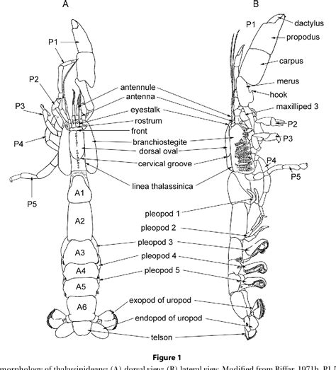 Figure 1 from A guide to the Thalassinidea (Crustacea: Malacostraca: Decapoda) of the South ...