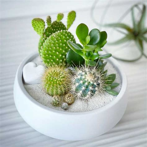 Cactus & Succulent Arrangement Small Bowl 6” – Concreate Garden