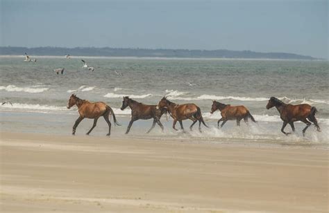 See the Amazing Cumberland Island Horses in Georgia in 2022