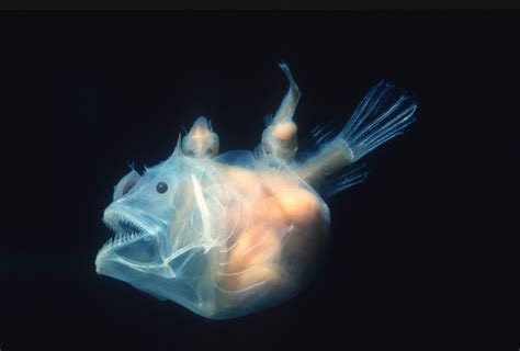 What Do Anglerfish Eat? in 2021 | Angler fish, Animals, Fish pet