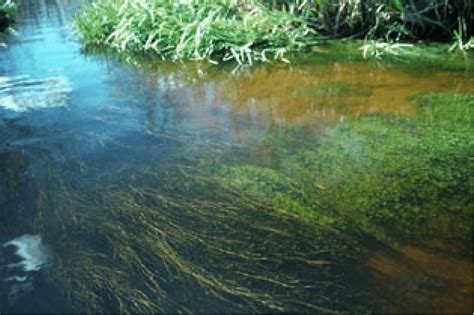 Shallow water: a gently flowing river channel through a lowland swamp... | Download Scientific ...