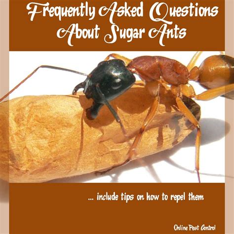 Frequently Asked Questions About Sugar Ants || Online Pest Control