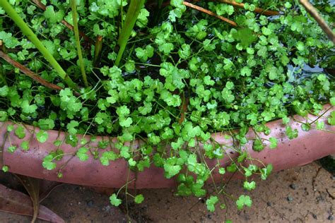 Toowoomba Plants: Small-leaved Pennywort