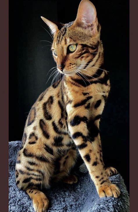 Beautiful Bengal kitten.. sometimes so closely bred the Leopard Cat ...