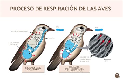 compensar petrolero eje funcion de los sacos aereos en las aves Mutilar Descarte apoyo