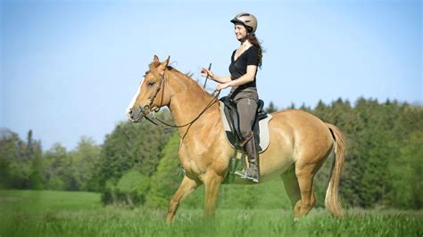 So stoppen Reiter ihr Pferd in jeder Situation | cavallo.de