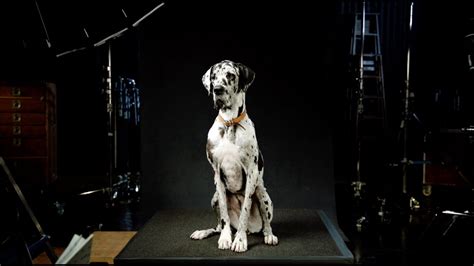 Amazon Super Bowl Ad Teaser "Amazon Dog Auditions"