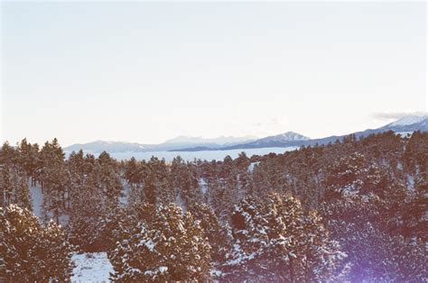 Free stock photo of forest, snow, trees