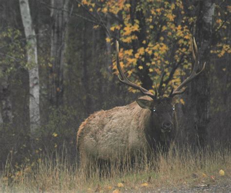 Clam Lake, Wisconsin | Clam Lake Elk Herd