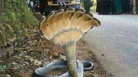 तो ये है इस नाग की वायरल तस्वीर की सच्चाई - the reality of the photo of 7 headed snakes that ...