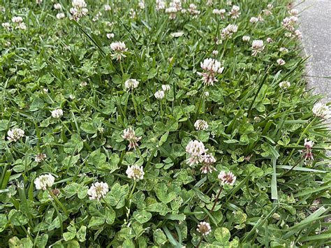 White Clover Identification – Trifolium repens – Off Grid Living Hacks