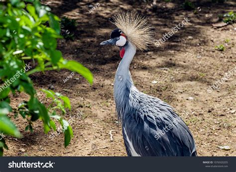 Exotic Bird Crowned Crane Garden Birds Stock Photo 1076920205 | Shutterstock