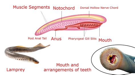 Phylum Chordata General Characteristics Features - IMALUOP