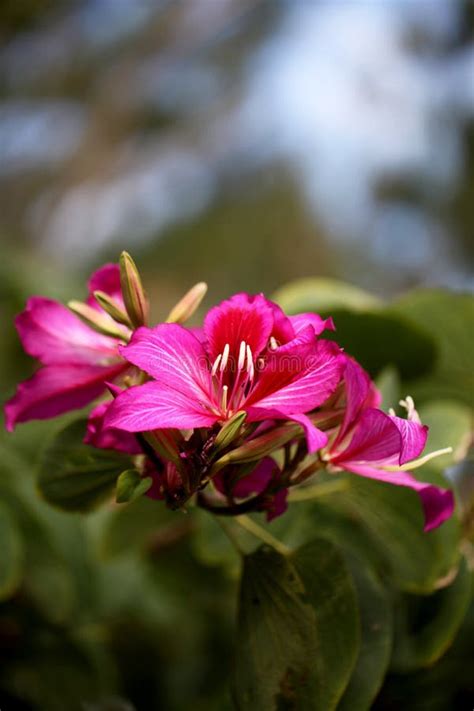 Purple orchid tree stock image. Image of hang, anther - 23302753