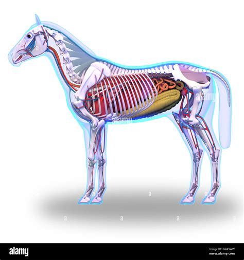 Horse Anatomy - Internal Anatomy of Horse isolated on white Stock Photo ...