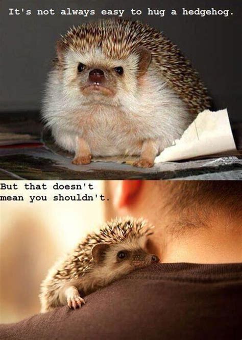 Being A Hedgehog