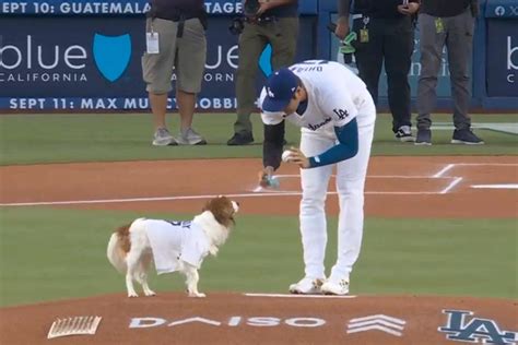 Shohei Ohtani's Dog Decoy 'Throws' the Perfect First Pitch on Pup's Bobblehead Night