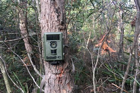 Camera Trap Basics for Bird-Spotters – Mallee Design