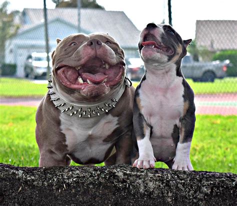 Everything You Need To Know About The Fastest Growing Dog Breed: The American Bully Bully ...