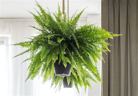 The Ultimate Guide to Indoor Fern Varieties - Houseplant Resource Center