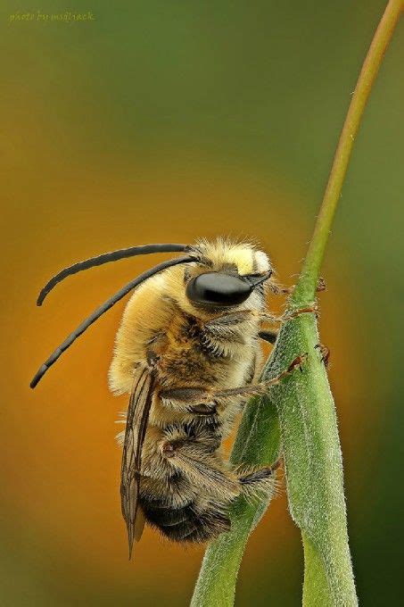 Pin on Bugs and Insects