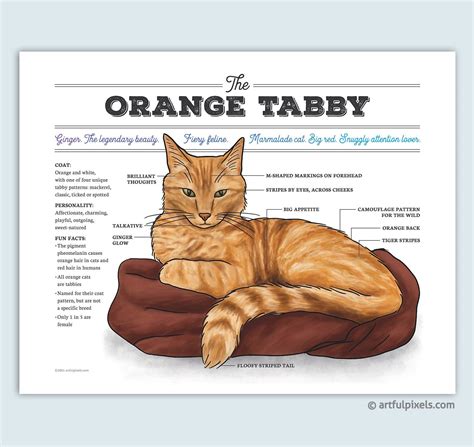 Orange Tabby Cat Art Ginger Cat Chart Infographic Poster Cat - Etsy ...