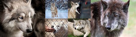 Wolf Sanctuary of Pennsylvania