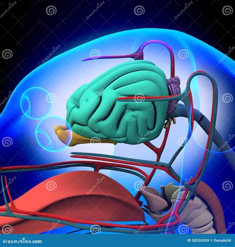 Dog Brain Anatomy - Anatomy of a Male Dog Brain Stock Illustration - Illustration of familiaris ...